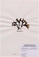 藏品(海木耳)的圖片